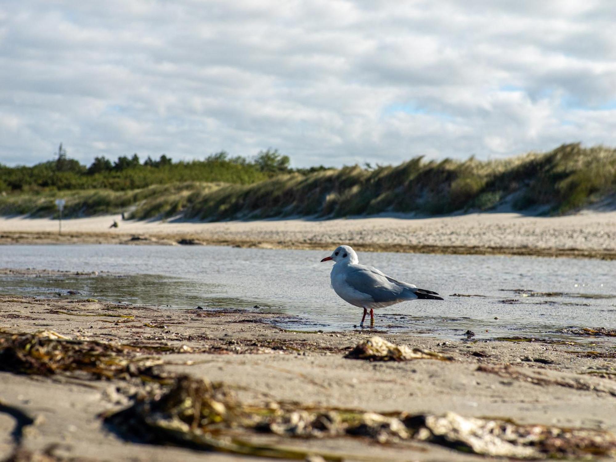 Bickbeeren Fewo Bickbeeren Barbara Whg 5 Dierhagen Eksteriør bilde